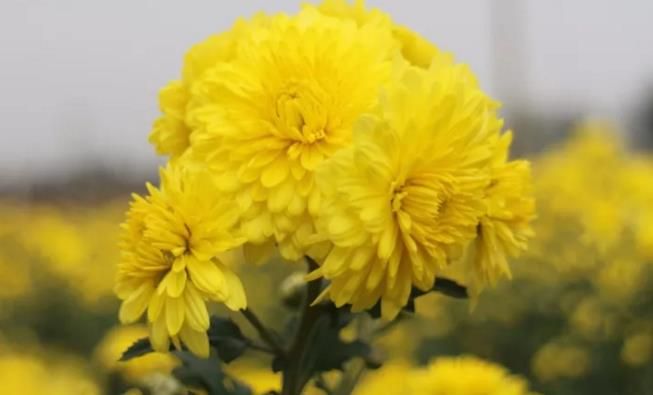 千畝云臺冰菊盛開，誠邀您蒞臨免費參觀！