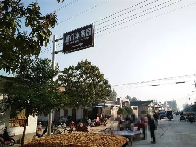 如何找到云臺(tái)冰菊？怎樣找到云臺(tái)冰菊？